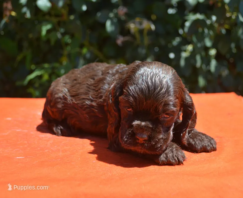 Chocolate Boy AKC – Cocker Spaniel puppy for sale in Kaufman, TX
