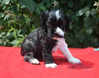 Black Party Merle Boy, a male Cocker Spaniel for sale in Kaufman, TX – 9 of 9