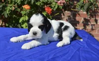 AKC Black Tri 1 male , a male Cocker Spaniel for sale in Kaufman, TX – 3 of 5