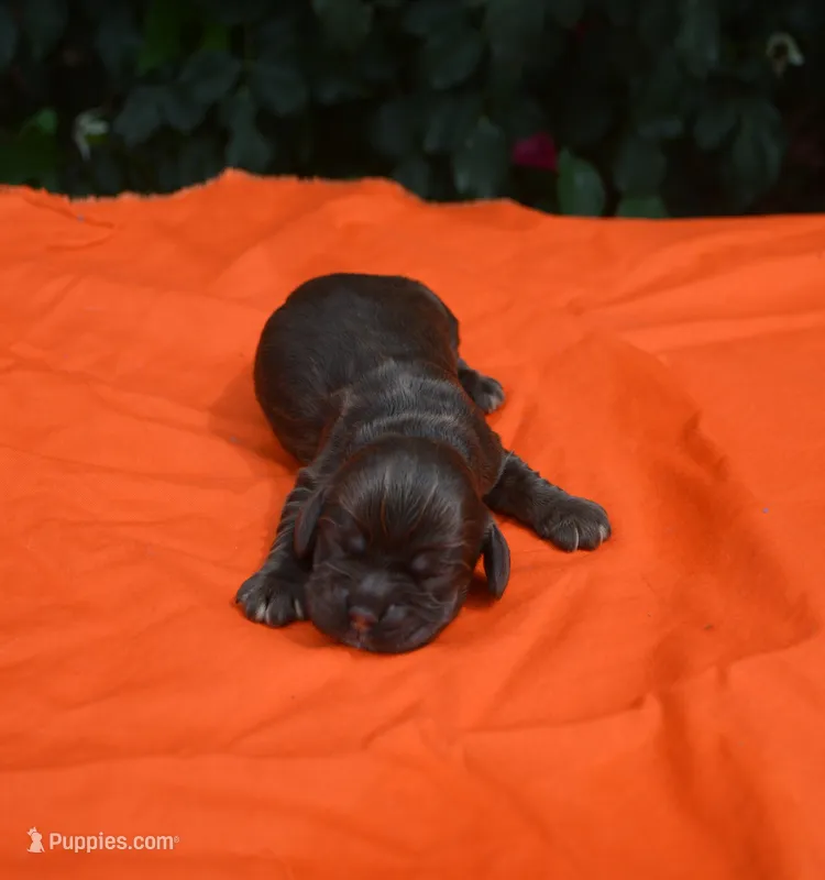 Chocolate with Tan Points Boy #2 – Cocker Spaniel puppy for sale in Kaufman, TX