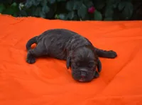 Chocolate #1 Boy AKC, a male Cocker Spaniel for sale in Kaufman, TX – 3 of 3