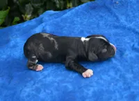 Black Party Merle Boy, a male Cocker Spaniel for sale in Kaufman, TX – 3 of 3