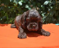 Chocolate #1 Boy AKC, a male Cocker Spaniel for sale in Kaufman, TX – 8 of 8
