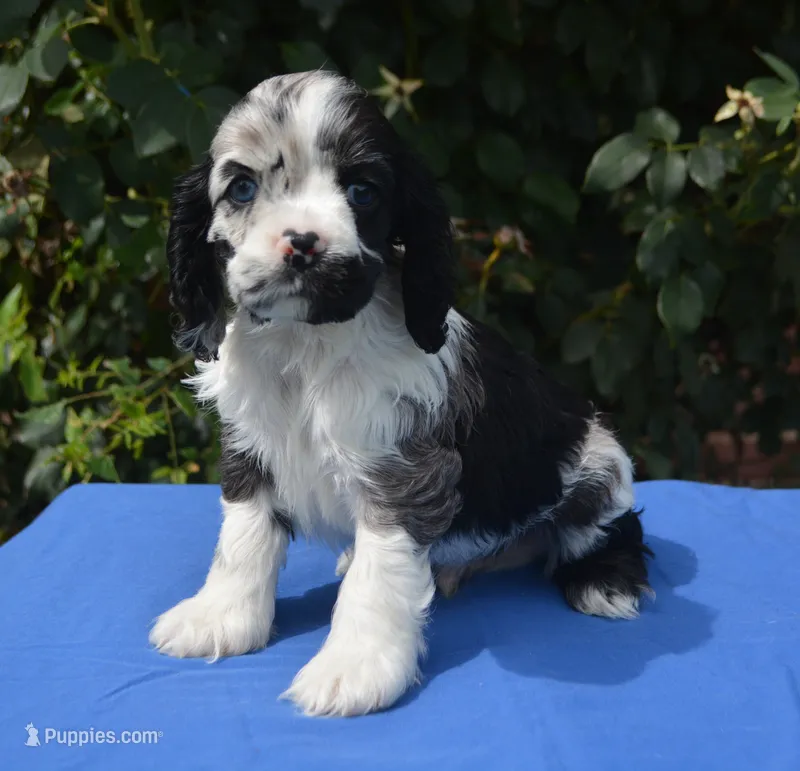 Black Tri Merle Boy – Cocker Spaniel puppy for sale in Kaufman, TX