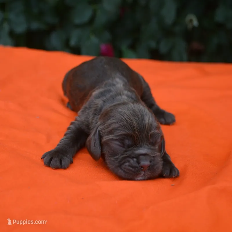 Chocolate #1 Boy AKC – Cocker Spaniel puppy for sale in Kaufman, TX