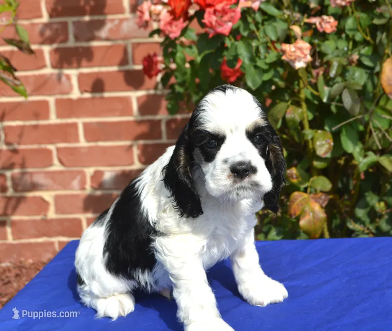 AKC Black Tri Male 2 – Cocker Spaniel puppy for sale in Kaufman, TX