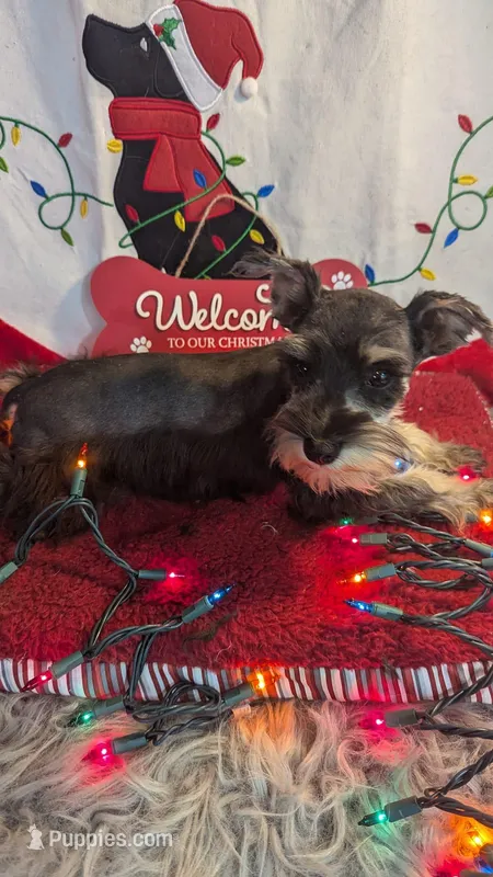 ANGEL CKC REG, ON SALE