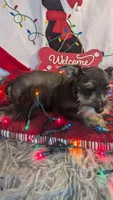 ANGEL CKC REG, ON SALE, a female Miniature Schnauzer for sale in Kosse, TX – Photo 3 of 3