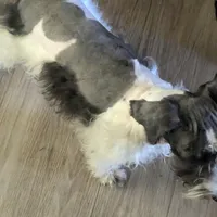 Spot, a male Miniature Schnauzer for sale in Kosse, TX – Photo 3 of 3