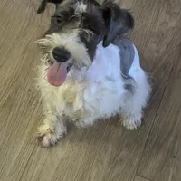 Spot, a male Miniature Schnauzer for sale in Kosse, TX – Photo 1 of 3