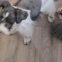 Spot, a male Miniature Schnauzer for sale in Kosse, TX – Photo 2 of 3