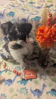 Pepe, a male Miniature Schnauzer for sale in Kosse, TX – Photo 1 of 2