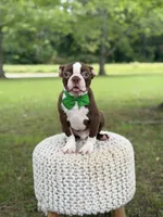AKC Tonka, a male Boston Terrier for sale in Mayfield, KY – 6 of 9