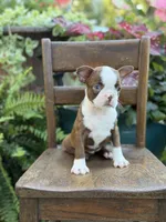Ellie, a female Boston Terrier for sale in Mayfield, KY – 9 of 10