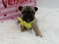 AKC Athena, a female French Bulldog for sale in Mayfield, KY – Photo 9 of 10