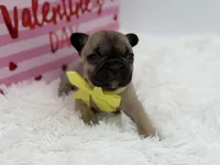 AKC Athena, a female French Bulldog for sale in Mayfield, KY – Photo 1 of 10