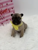 AKC Athena, a female French Bulldog for sale in Mayfield, KY – Photo 4 of 10