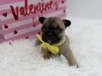 AKC Athena, a female French Bulldog for sale in Mayfield, KY – Photo 6 of 10