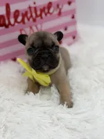 AKC Athena, a female French Bulldog for sale in Mayfield, KY – Photo 8 of 10