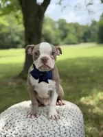 AKC Tate , a male Boston Terrier for sale in Mayfield, KY – 4 of 8