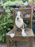 Emery, a male Boston Terrier for sale in Mayfield, KY – 4 of 7