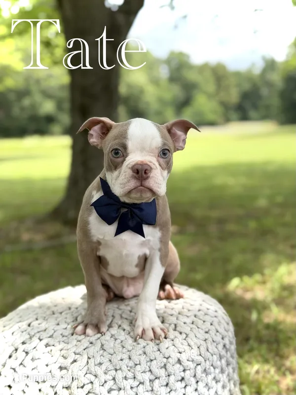 AKC Tate  – Boston Terrier puppy for sale in Mayfield, KY