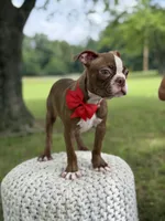AKC Tucker, a male Boston Terrier for sale in Mayfield, KY – 6 of 6
