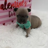 AKC Aurora, a female French Bulldog for sale in Mayfield, KY – Photo 5 of 10