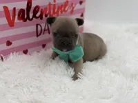 AKC Aurora, a female French Bulldog for sale in Mayfield, KY – Photo 5 of 10