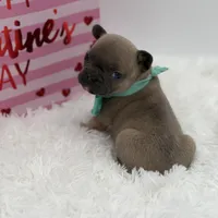 AKC Aurora, a female French Bulldog for sale in Mayfield, KY – Photo 4 of 10