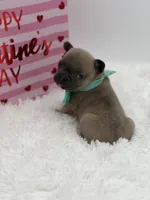 AKC Aurora, a female French Bulldog for sale in Mayfield, KY – Photo 4 of 10