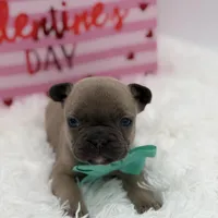 AKC Aurora, a female French Bulldog for sale in Mayfield, KY – Photo 8 of 10