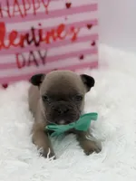 AKC Aurora, a female French Bulldog for sale in Mayfield, KY – Photo 8 of 10