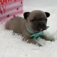 AKC Aurora, a female French Bulldog for sale in Mayfield, KY – Photo 1 of 10