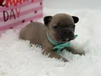 AKC Aurora, a female French Bulldog for sale in Mayfield, KY – Photo 1 of 10