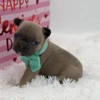 AKC Aurora, a female French Bulldog for sale in Mayfield, KY – Photo 9 of 10