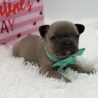 AKC Aurora, a female French Bulldog for sale in Mayfield, KY – Photo 6 of 10