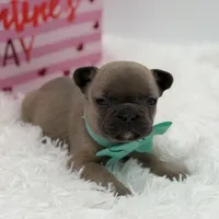 AKC Aurora, a female French Bulldog for sale in Mayfield, KY – Photo 7 of 10