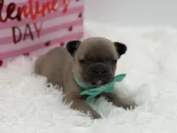 AKC Aurora, a female French Bulldog for sale in Mayfield, KY – Photo 7 of 10