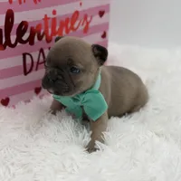 AKC Aurora, a female French Bulldog for sale in Mayfield, KY – Photo 10 of 10