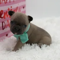 AKC Aurora, a female French Bulldog for sale in Mayfield, KY – Photo 2 of 10