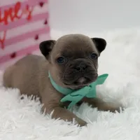 AKC Aurora, a female French Bulldog for sale in Mayfield, KY – Photo 3 of 10