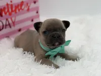 AKC Aurora, a female French Bulldog for sale in Mayfield, KY – Photo 3 of 10
