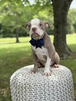 AKC Tate , a male Boston Terrier for sale in Mayfield, KY – 6 of 8