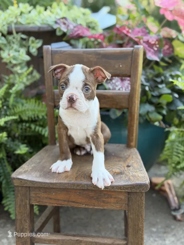 Emery – Boston Terrier puppy for sale in Mayfield, KY