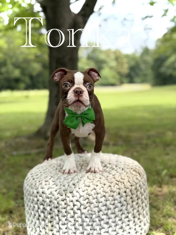 AKC Tonka – Boston Terrier puppy for sale in Mayfield, KY