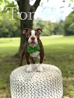 AKC Tonka, a male Boston Terrier for sale in Mayfield, KY – 1 of 9