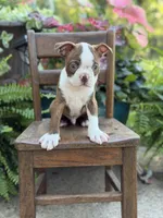 Emery, a male Boston Terrier for sale in Mayfield, KY – 2 of 7