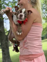 AKC Tucker, a male Boston Terrier for sale in Mayfield, KY – 4 of 6