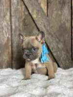 AKC Scout, a male French Bulldog for sale in Mayfield, KY – Photo 4 of 8